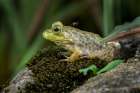 Juvenile American bullfrog with mosquito on its back. Art Print